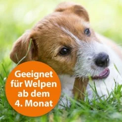 ARDAP Spot-On Für Hunde -Haustierprodukte ardap spot on fur hunde 3