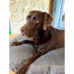 Aumüller Hundebett Basic Rechteckig 117 Cm -Haustierprodukte aumueller hundebett basic rechteckig web 6p050wG9nu5rHS