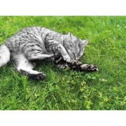 Aumüller Katzenspielkissen Zappel - Frettchen Speedy 10 Aumüller Katzenspielkissen Zappel - Frettchen Speedy -Haustierprodukte aumueller katzen spielzeug zappel frettchen freddy web 7