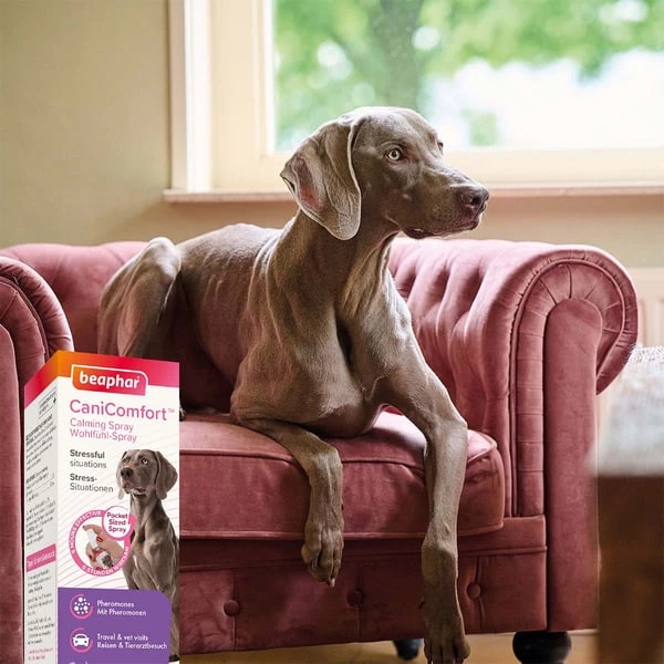 Beaphar CaniComfort® Wohlfühl-Spray Für Hunde 30ml 7 Beaphar CaniComfort® Wohlfühl-Spray Für Hunde 30ml – Bild 5