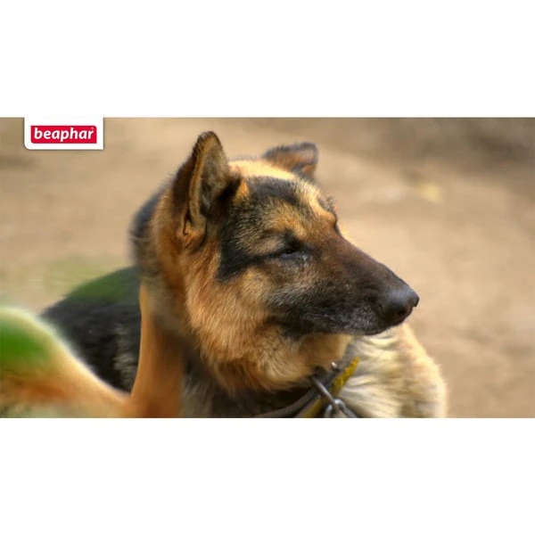 Beaphar Protecto Insekten Vernebler 200ml 7 Beaphar Protecto Insekten Vernebler 200ml – Bild 5