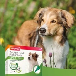 Beaphar Spot On Tropfen Für Kleine Hunde + Zeckenstift Gratis -Haustierprodukte beaphar spot on tropfen fur kleine hunde 5FJq3yfNNlISX4