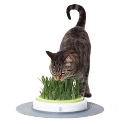 Catit Senses Gras Garten Set 5 Catit Senses Gras Garten Set -Haustierprodukte catit senses gras garten set 2