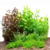 Dennerle Plants Aquariumpflanzen Mix Schnellwachsend -Haustierprodukte dennerle plants aquariumpflanzen mix schnellwachsend1