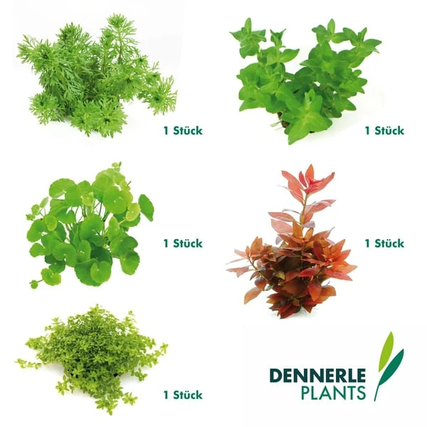 Dennerle Plants Aquariumpflanzen Mix Schnellwachsend 9 Dennerle Plants Aquariumpflanzen Mix Schnellwachsend – Bild 7