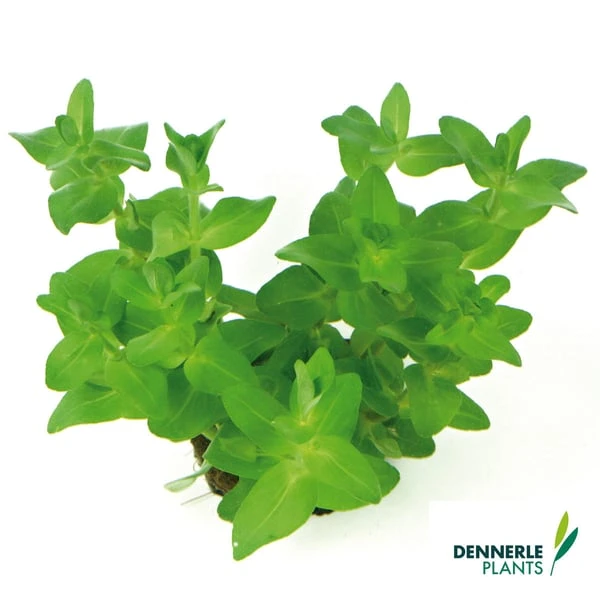 Dennerle Plants Aquariumpflanzen Mix Schnellwachsend 4 Dennerle Plants Aquariumpflanzen Mix Schnellwachsend – Bild 2