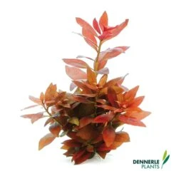 Dennerle Plants Aquariumpflanzen Mix Schnellwachsend 14 Dennerle Plants Aquariumpflanzen Mix Schnellwachsend -Haustierprodukte dennerleplants mix schnellwachsend alle 560a254157142b