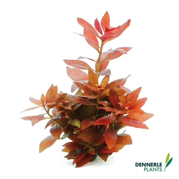 Dennerle Plants Aquariumpflanzen Mix Schnellwachsend 8 Dennerle Plants Aquariumpflanzen Mix Schnellwachsend – Bild 6