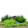 Dennerle Plants Aquariumpflanzen 4er Mix Vordergrund 1 Dennerle Plants Aquariumpflanzen 4er Mix Vordergrund -Haustierprodukte dennerleplants mix vordergrund 1