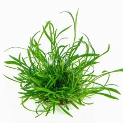 Dennerle Plants Aquariumpflanzen 4er Mix Vordergrund -Haustierprodukte dennerleplants mix vordergrund 3