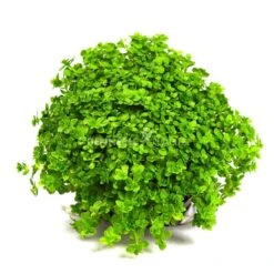 Dennerle Plants Aquariumpflanzen 4er Mix Vordergrund -Haustierprodukte dennerleplants mix vordergrund 4