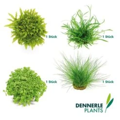 Dennerle Plants Aquariumpflanzen 4er Mix Vordergrund -Haustierprodukte dennerleplants mix vordergrund 6
