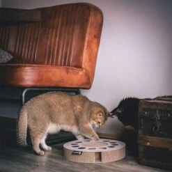 District 70 Kratzpappe WHIRL -Haustierprodukte district 70 kratzpappe wellpappe whirl 3