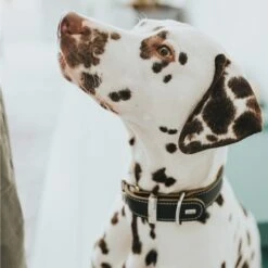 Hunter Halsband Aalborg Special Schwarz -Haustierprodukte hunter halsband aalborg special 2