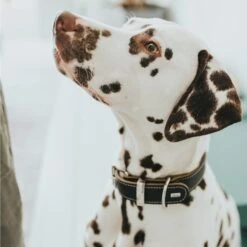 Hunter Halsband Aalborg Special Cognac -Haustierprodukte hunter halsband aalborg special 2608abf35a567a