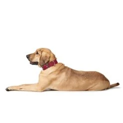 Hunter Halsband Aalborg Special Cognac -Haustierprodukte hunter halsband aalborg special 3