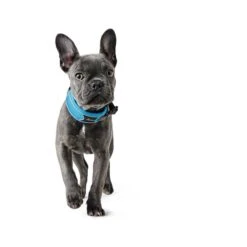 Hunter Halsung Divo Hellblau 12 Hunter Halsung Divo Hellblau -Haustierprodukte hunter halsung divo 1