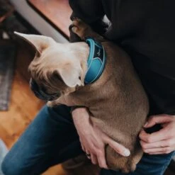 Hunter Halsung Divo Hellblau 11 Hunter Halsung Divo Hellblau -Haustierprodukte hunter halsung divo 2