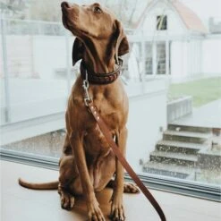 Hunter Verstellbare Führleine Aalborg Cognac -Haustierprodukte hunter verstellbare fuehrleine aalborg608abf59cd7b7