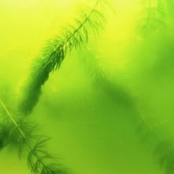 JBL Algenvernichter AlgoPond Green -Haustierprodukte jbl algopond green 500ml