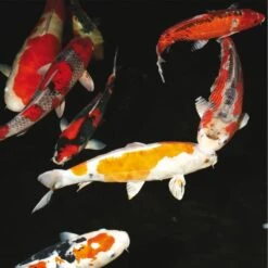 JBL BactoPond Biologischer Teichreiniger -Haustierprodukte jbl bactopond biologischer teichreiniger4