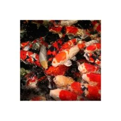 JBL PROPOND Staple M 11kg + Futtertonne Gratis -Haustierprodukte jbl propond staple m fischeWovRijMq1rqJf