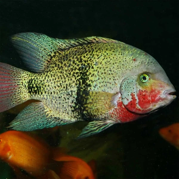 JBL PRONOVO CICHLID GRANO XL 1000ml 4 JBL PRONOVO CICHLID GRANO XL 1000ml – Bild 2