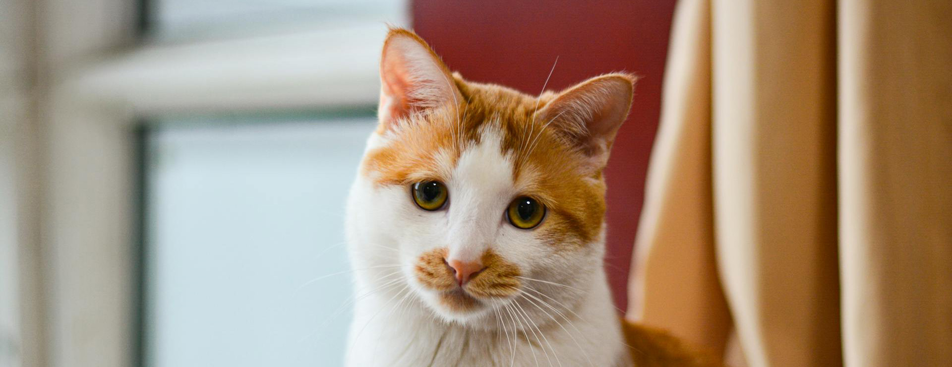 Haustierprodukte 2 Haustierprodukte -Haustierprodukte pexels 236636281 32137824