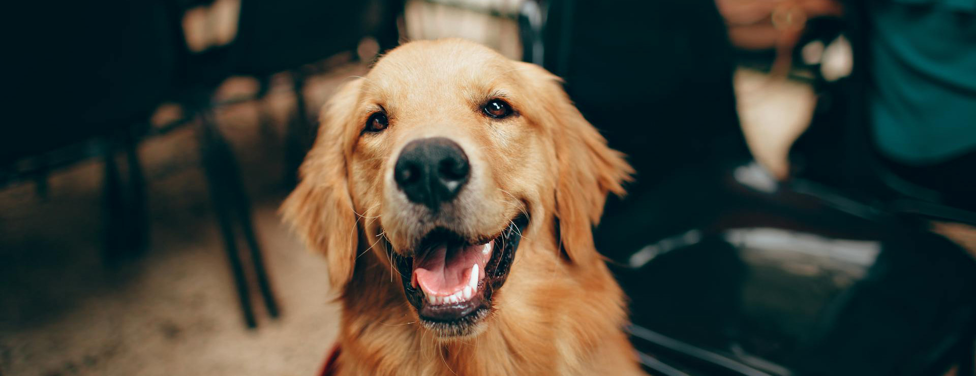 Haustierprodukte 4 Haustierprodukte -Haustierprodukte pexels helenalopes 2253275