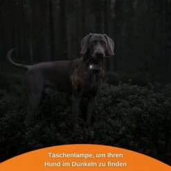 Weenect XS GPS Tracker Für Hunde Weiß -Haustierprodukte weenect xs gps tracker fur hunde weiss 10