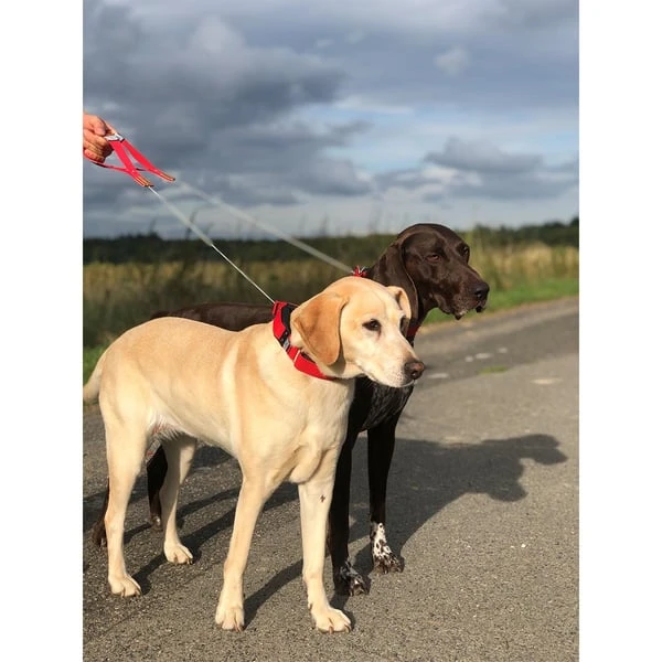 WowWow Professional Halsband Blau 8 WowWow Professional Halsband Blau – Bild 6