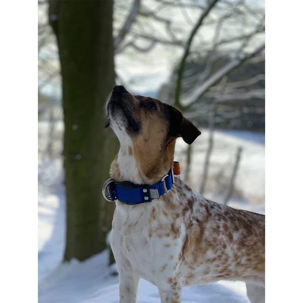 WowWow Professional Halsband Blau 9 WowWow Professional Halsband Blau – Bild 7