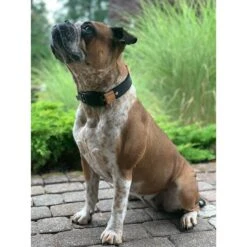 WowWow Professional Halsband Blau 22 WowWow Professional Halsband Blau -Haustierprodukte wowwow halsband alle 3