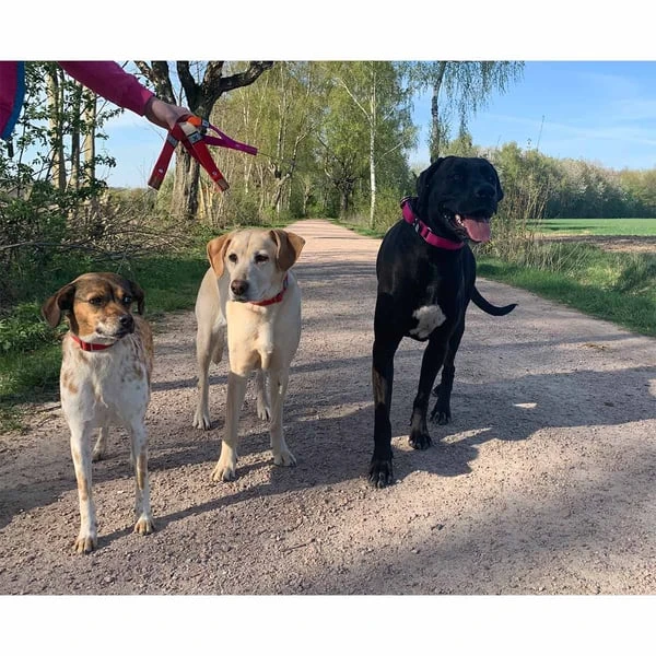 WowWow Professional Halsband Schwarz 10 WowWow Professional Halsband Schwarz – Bild 8