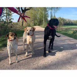 WowWow Professional Halsband Rot -Haustierprodukte wowwow halsband alle 460915138974a3