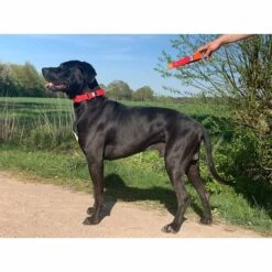 WowWow Professional Halsband Blau 24 WowWow Professional Halsband Blau -Haustierprodukte wowwow halsband alle 5