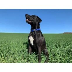 WowWow Professional Halsband Blau 19 WowWow Professional Halsband Blau -Haustierprodukte wowwow halsband alle 6