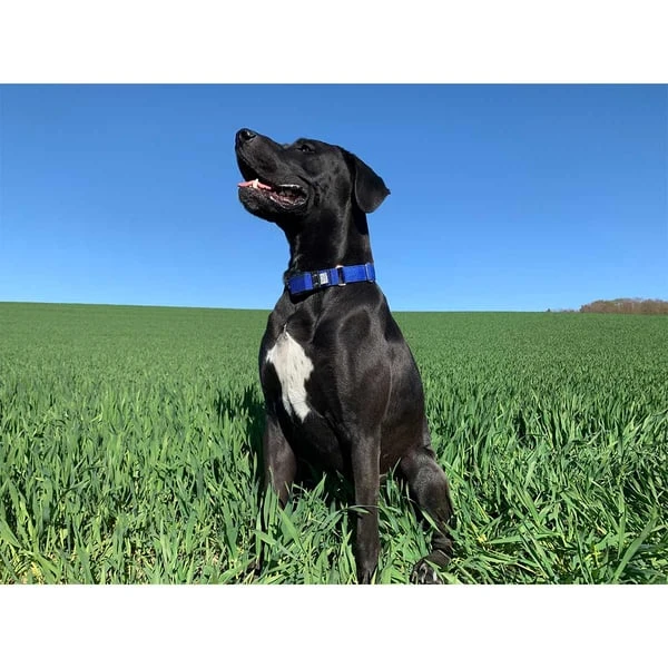 WowWow Professional Halsband Schwarz 12 WowWow Professional Halsband Schwarz – Bild 10