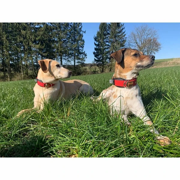 WowWow Professional Halsband Schwarz 13 WowWow Professional Halsband Schwarz – Bild 11